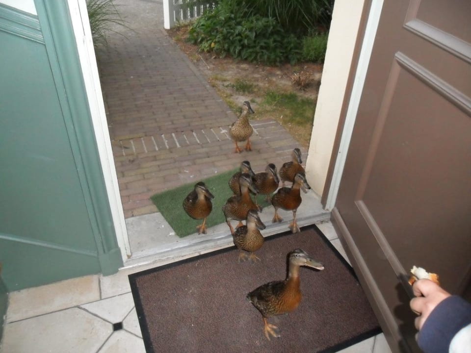 Odwiedziny gości! Hotel Marriott Village d'Ile-de-France