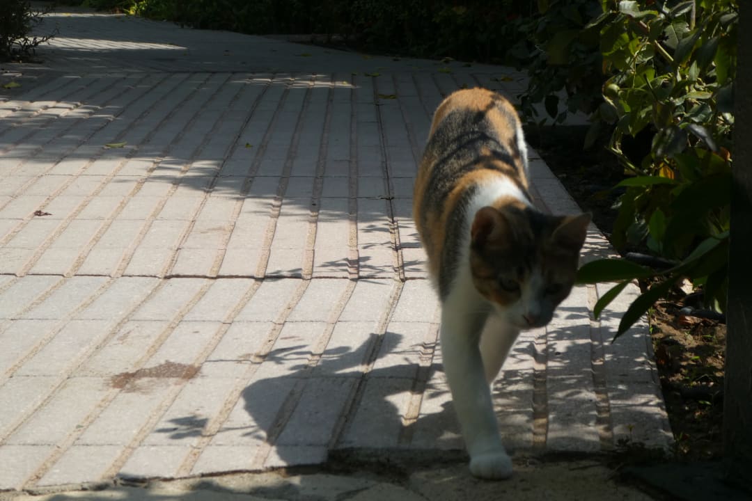 Sonstiges Can Garden Beach