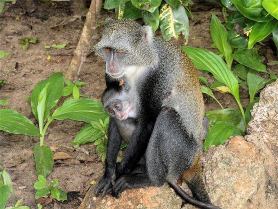 Mama mit Baby  Hotel Diani Sea Lodge