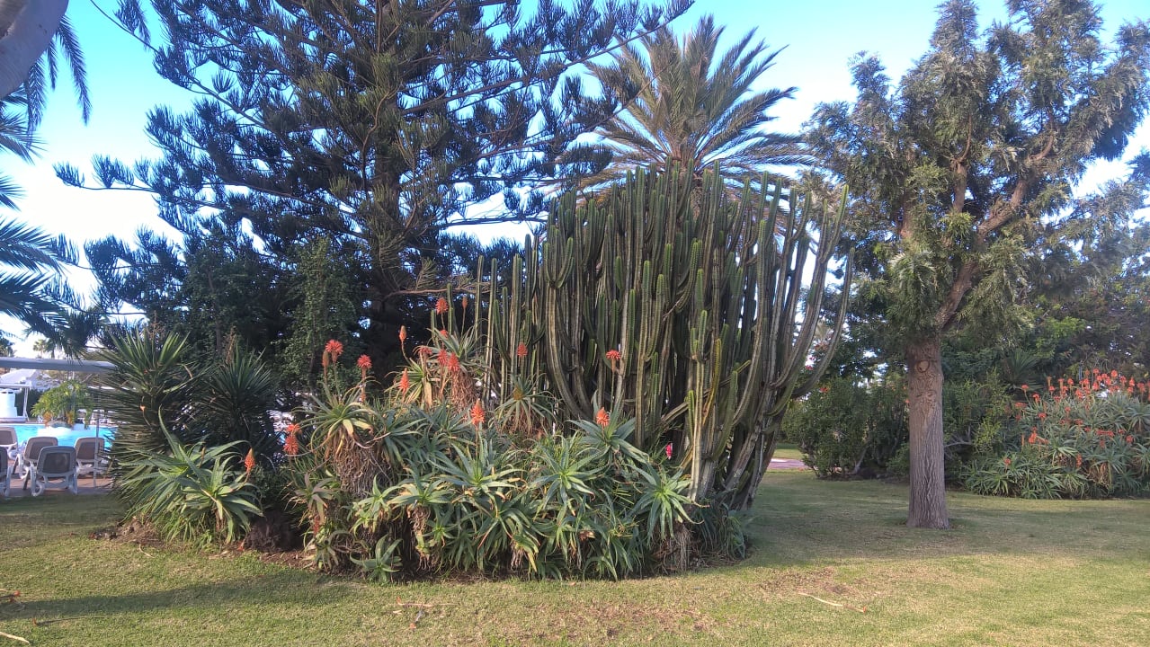 Gartenanlage Bungalows Cordial Sandy Golf