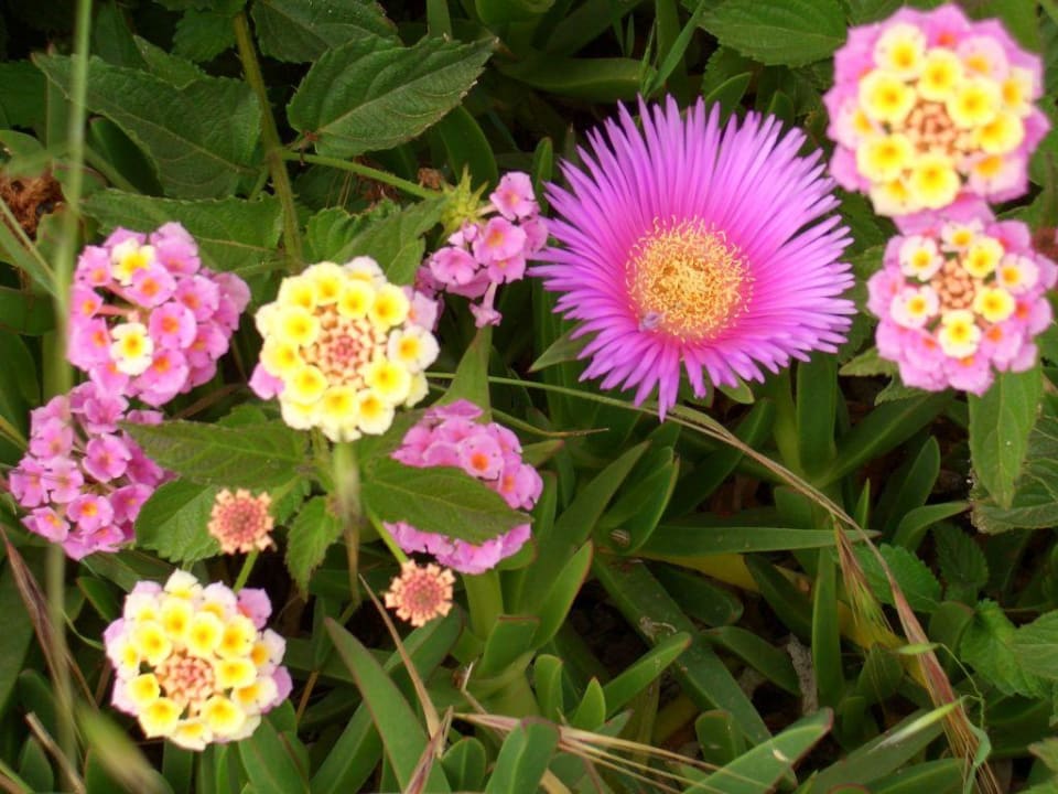 Flora Botanik Hotel & Resort