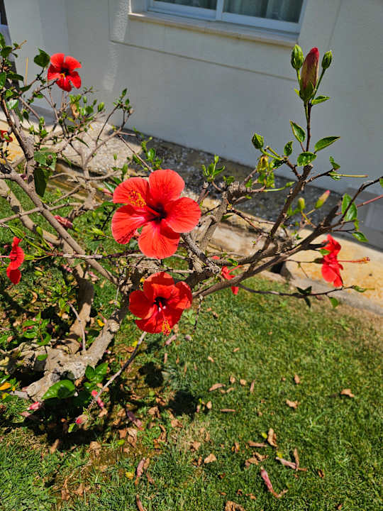 Gartenanlage blau punta reina