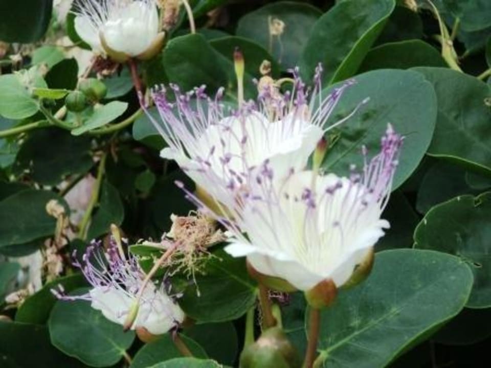 Kapernbluete Hotel Tenuta Di Ricavo