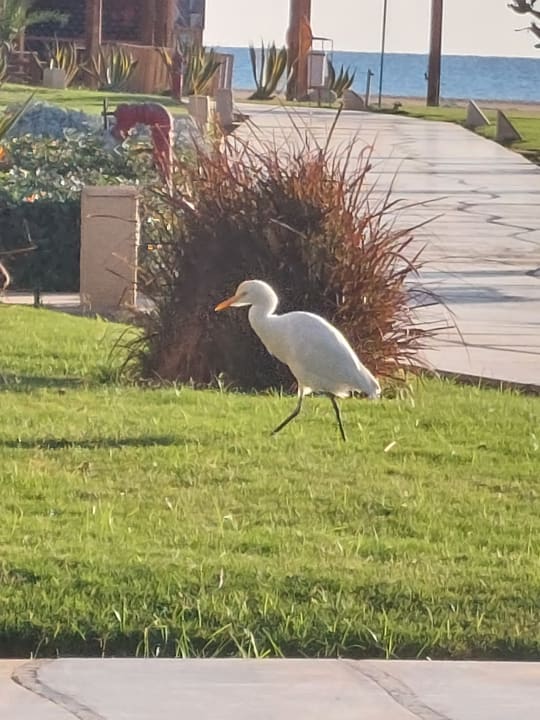 Gartenanlage Shams Prestige Abu Soma-Adults Only