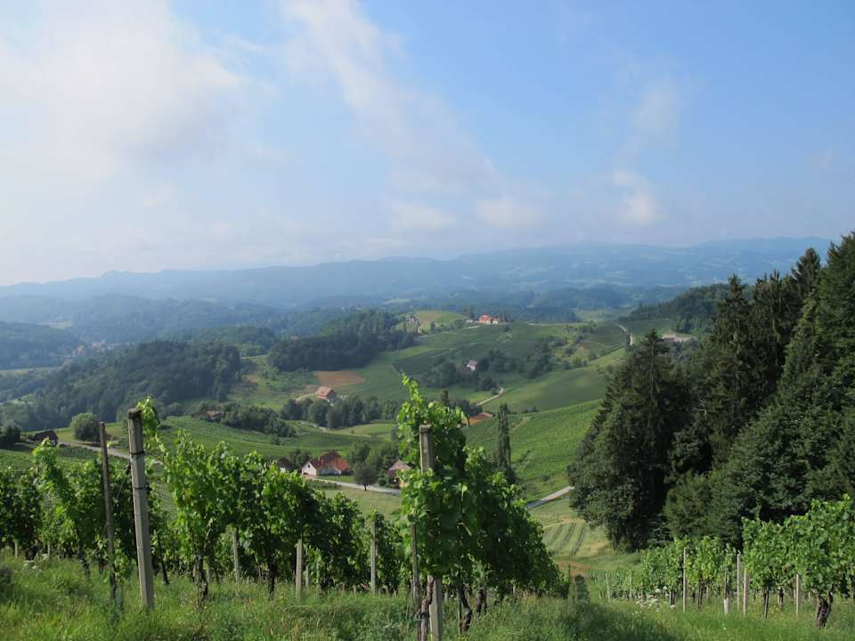 Ausblick auf die Weinberge Pension Weingut Rebenhof Moarhäuser