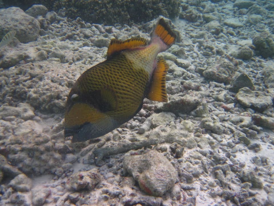 Drückerfisch Kuramathi Maldives