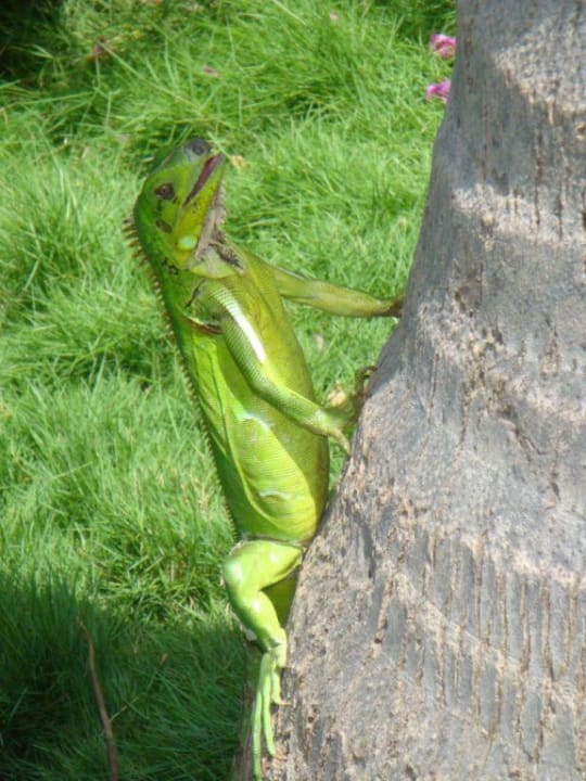 Im Hotelgarten Hotel Costa Caribe Beach