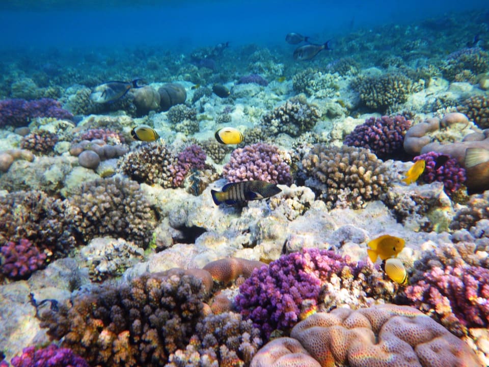 Strand Steigenberger Coraya Beach - Adults only