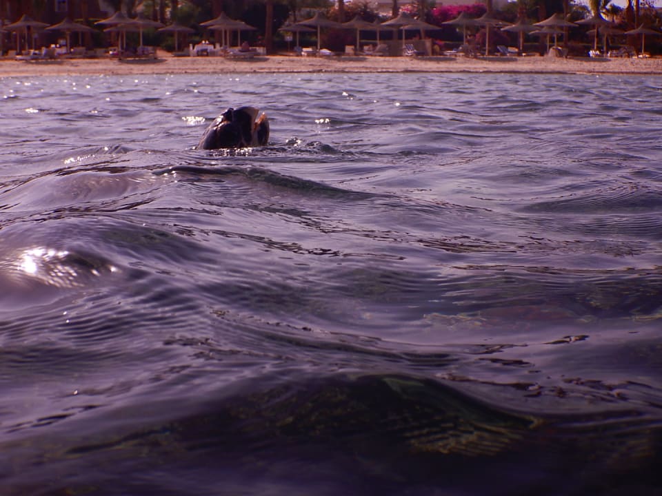 Strand Brayka Bay Resort