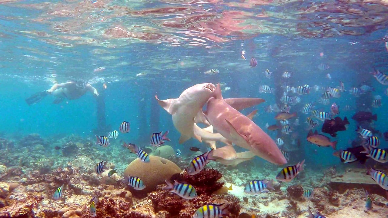 Sport & Freizeit Eri Maldives