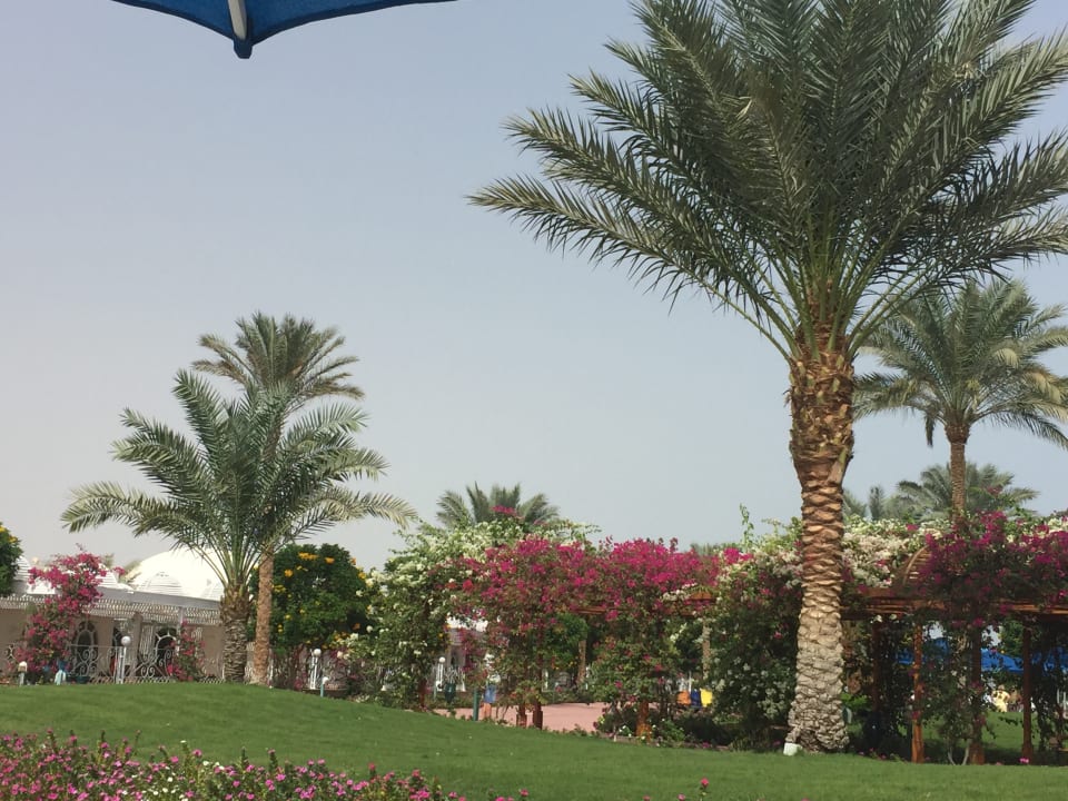 Gartenanlage Desert Rose