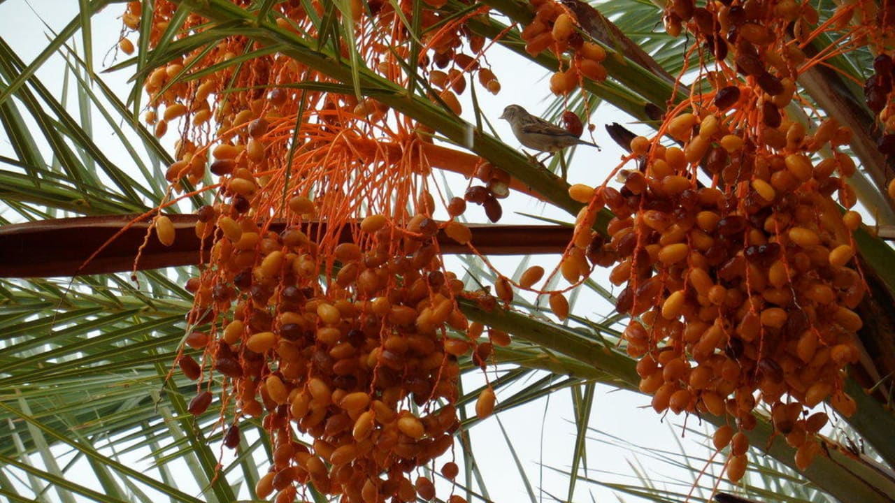 Datteln Saphir Hotel & Villas