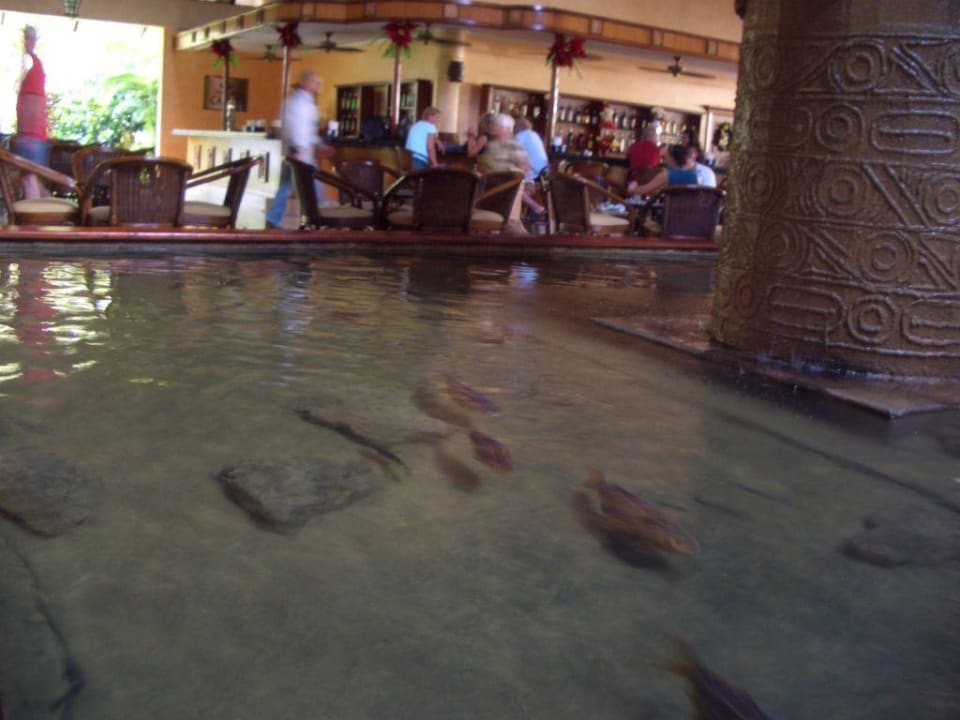 Bar an der Rezeption mit Fisch-Brunnen Grand Palladium Select Bávaro Resort & Spa