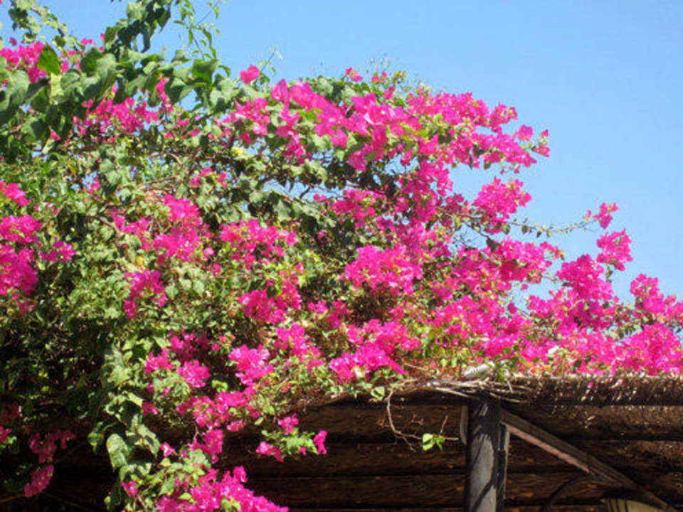 Tolle Blumen und Pflanzen überall Jaz Makadi Saraya Resort
