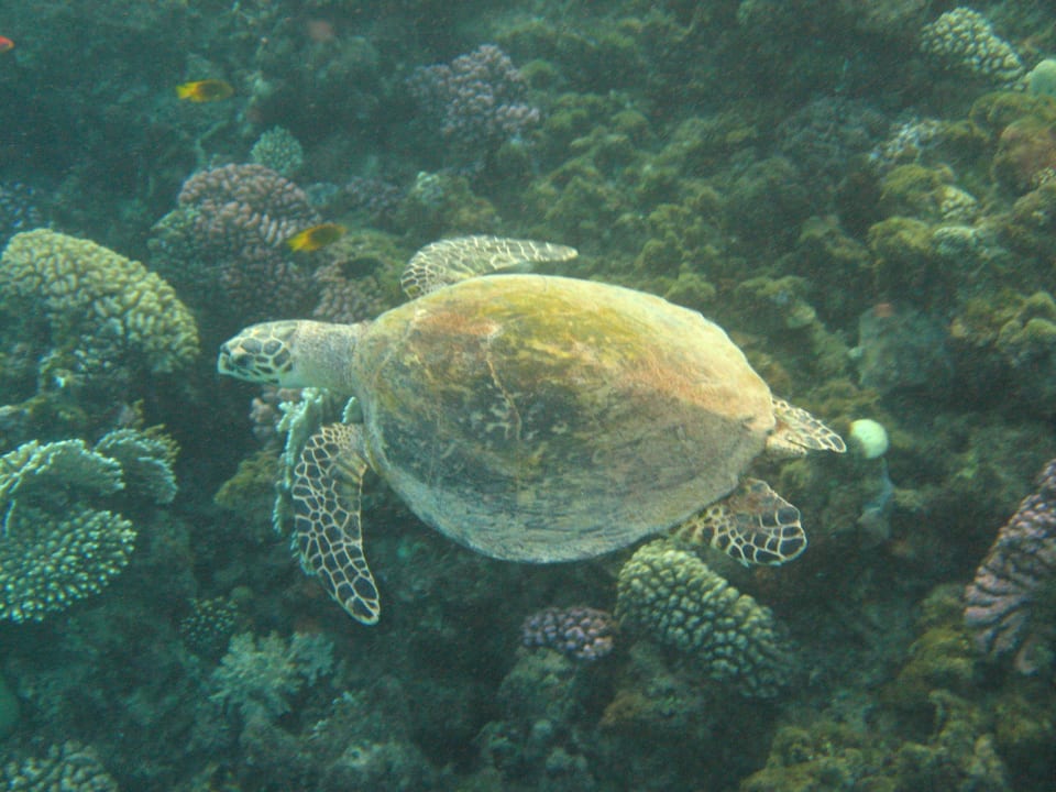 Carett-Schildkröte Jaz Makadi Blue - TUI BLUE Makadi - Adults Friendly 16 Years Plus