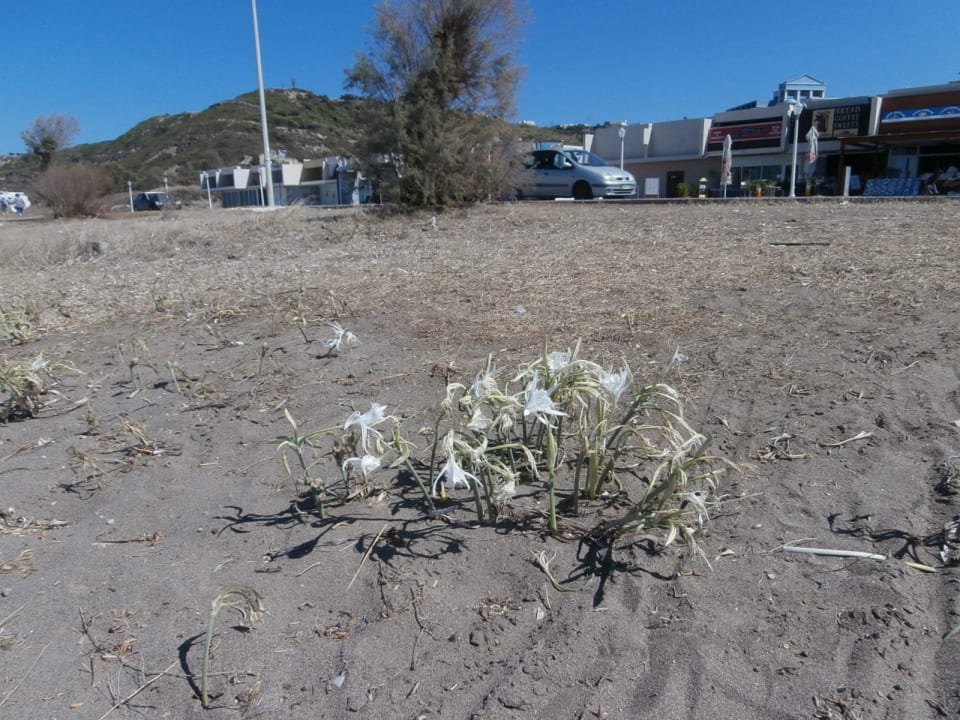 Kwitnąca plaża Sol Cosmopolitan Rhodes