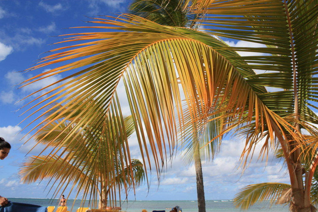 Strand  Catalonia Punta Cana - All Inclusive