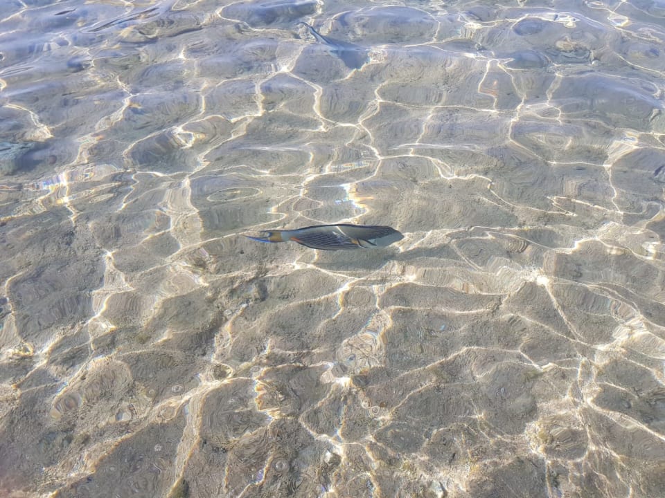 Strand Pickalbatros Citadel Resort