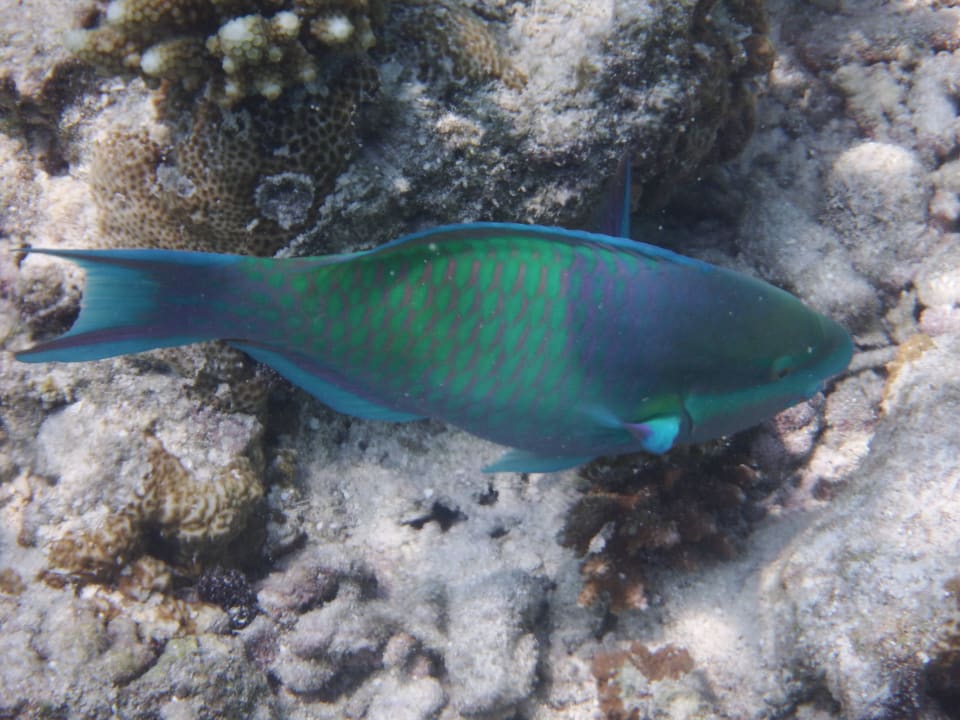 Papageifisch Embudu Village