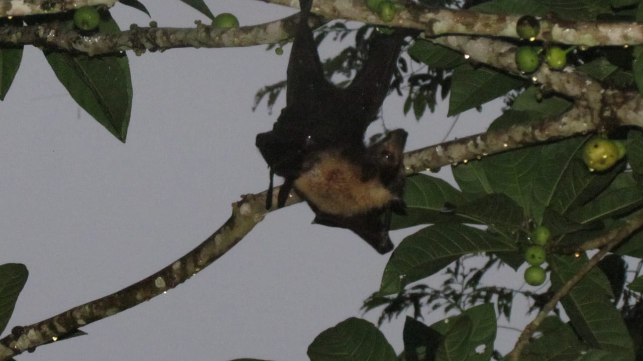 Gartenanlage Wompoo Eco Retreat