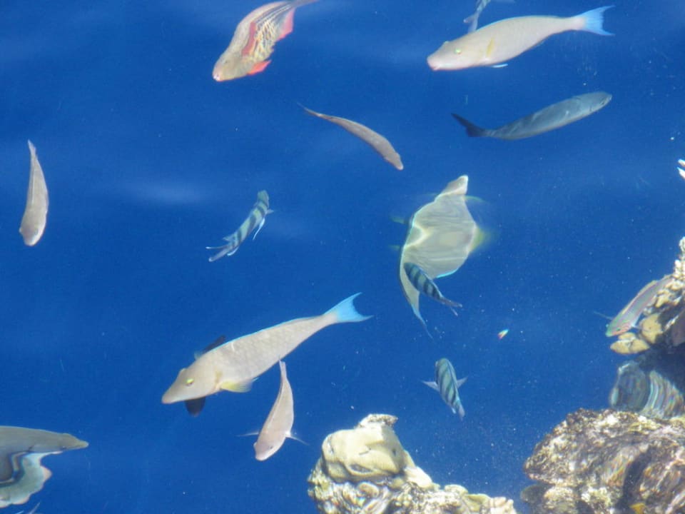 Riffkante ein Traum The Grand Hotel Sharm El Sheikh