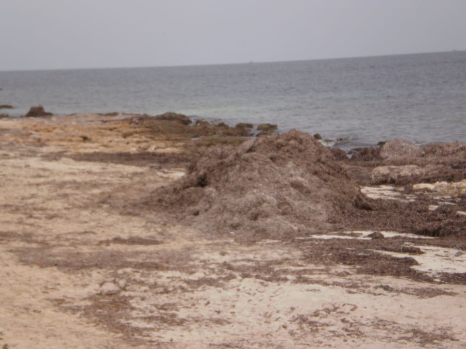 Berge von Algen Hotel El Mouradi Djerba Menzel