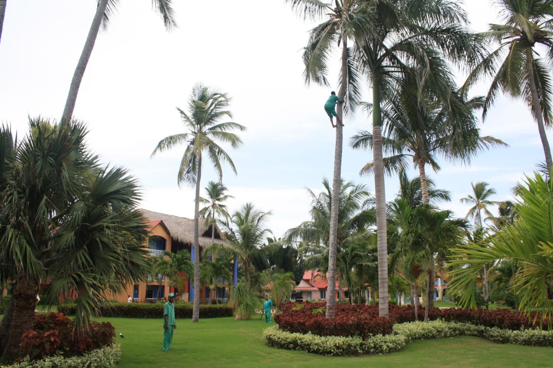 Kokosnüsse werden so gepflückt Punta Cana Princess All Suites Resort & Spa