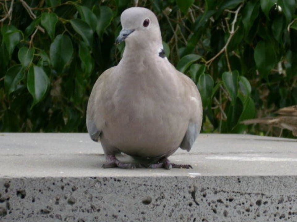 Kleiner Besucher auf unserem Balkon allsun App.-Hotel Albatros