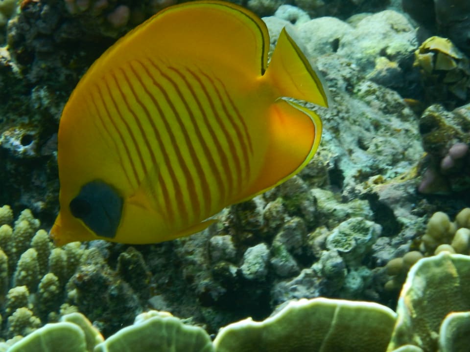 Sport & Freizeit Steigenberger Coraya Beach - Adults only