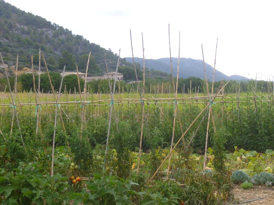 Hauseigener Gemüsegarten Hotel Monnaber Vell