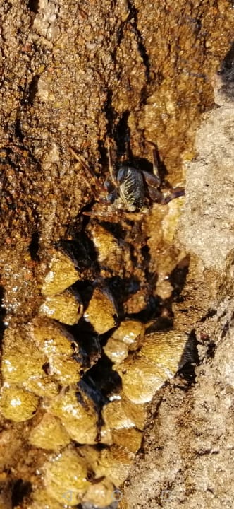 Strand Pickalbatros Citadel Resort