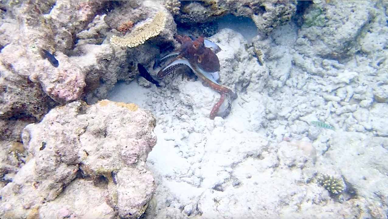 Sonstiges Vilamendhoo Island Resort & Spa