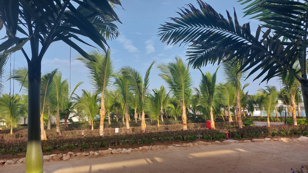 Gartenanlage Hotel Riu Palace Boavista