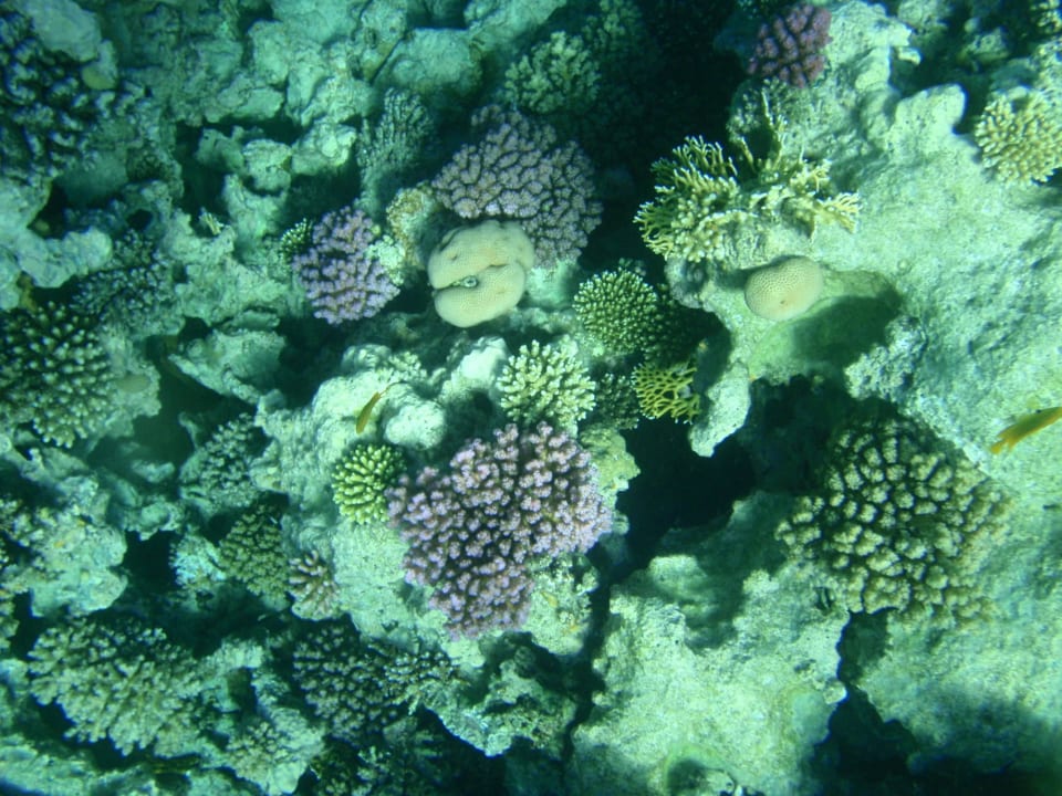 Под водой. Stella Garden Resort & Spa, Makadi Bay