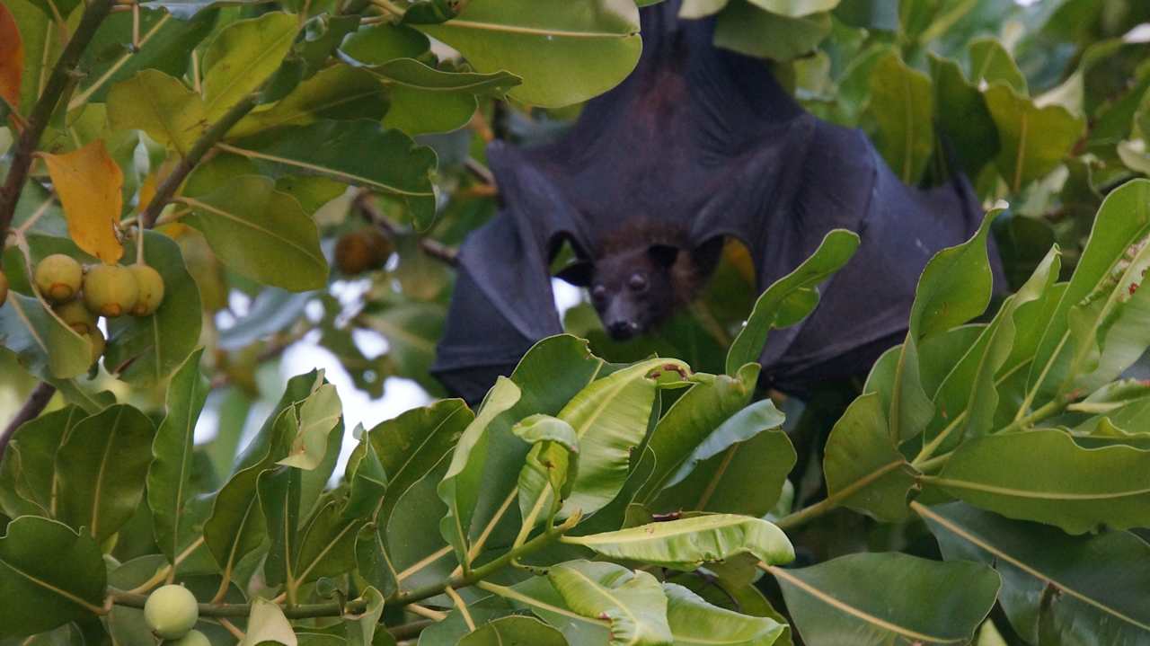 Fruitbat NH Collection Maldives Reethi Resort