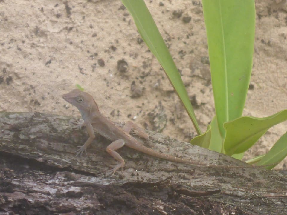 Strandbewohner  Bahia Principe Grand El Portillo