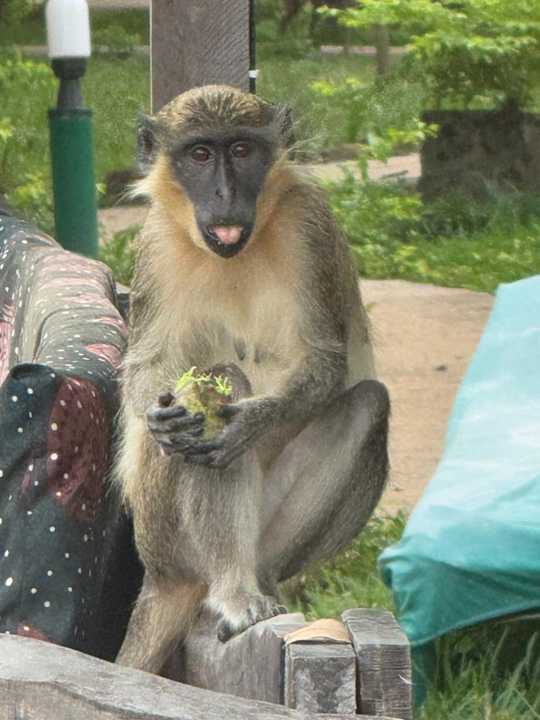 Gartenanlage AbCa's Creek Lodge