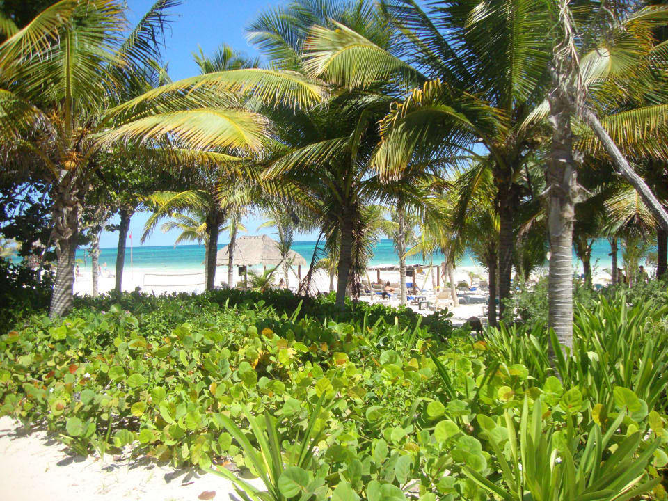 Hotel Catalonia Playa Maroma Catalonia Playa Maroma