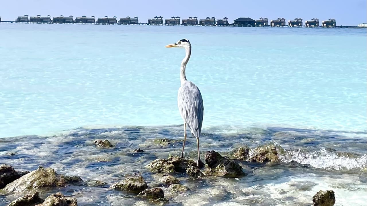 Sonstiges Angsana Velavaru