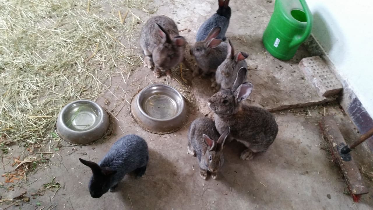 Streichelzoo  Burgbauernhof Katzenstein