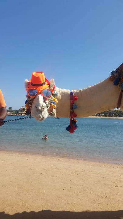 Sonstiges Desert Rose