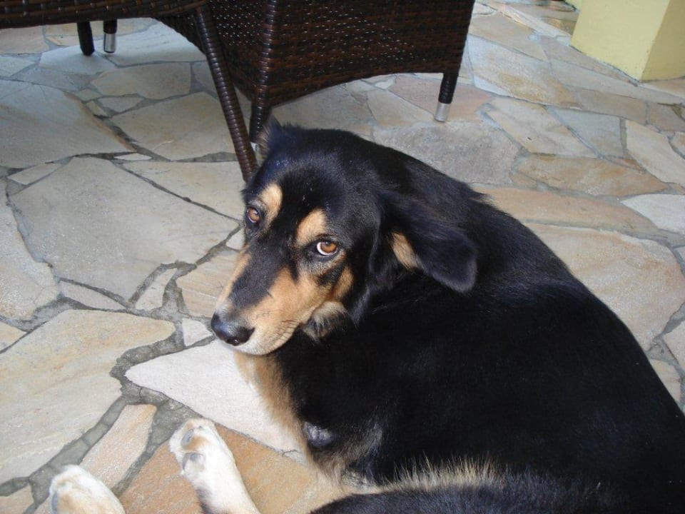 Der Partner,aber beide sehr lieb. Villa Seewoo