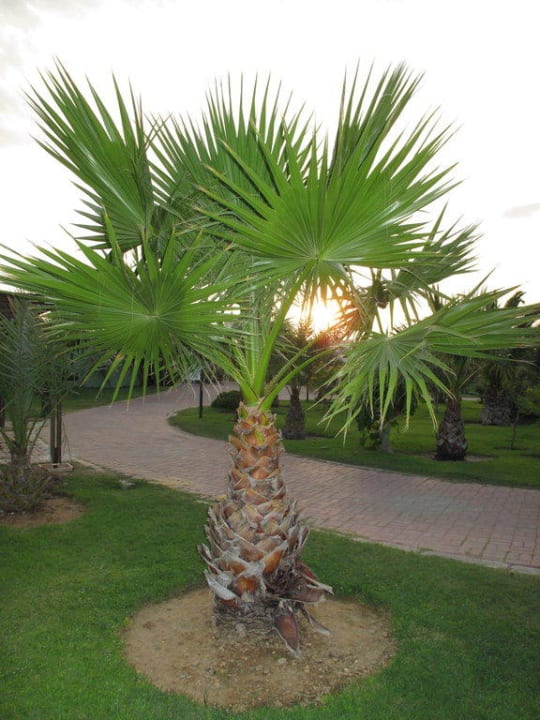 Garten VONRESORT Golden Beach