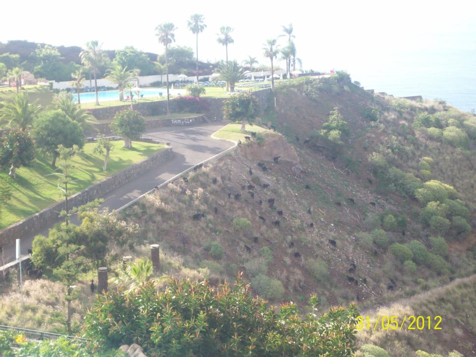 Schwarze Schafe/Ziegen am Hang Hotel Las Aguilas, Affiliated by Meliá