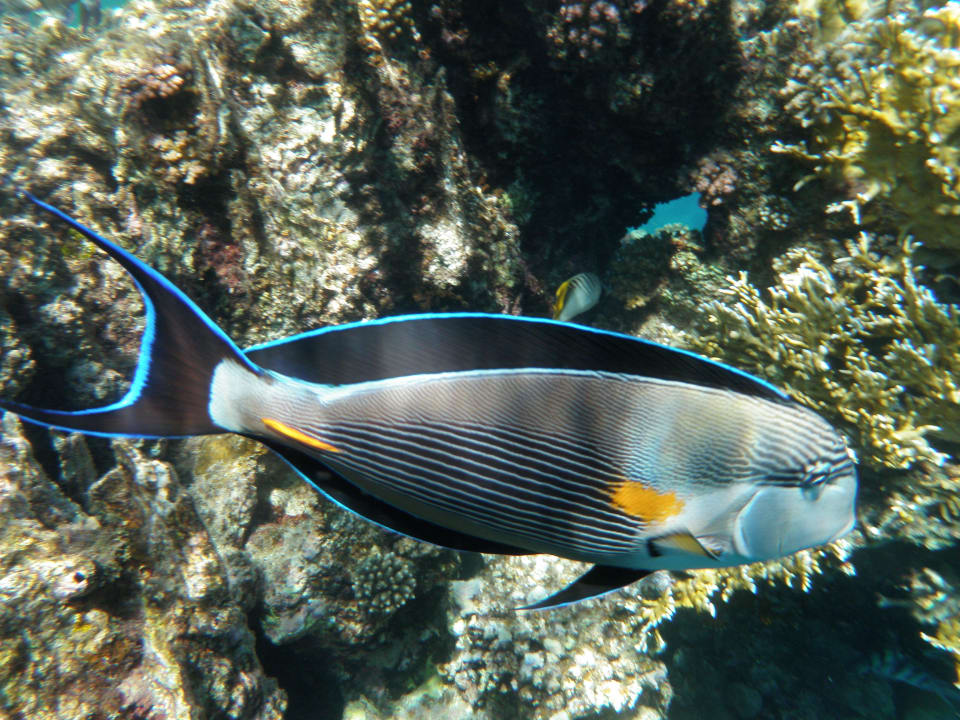 Mein Freund Jaz Solaya