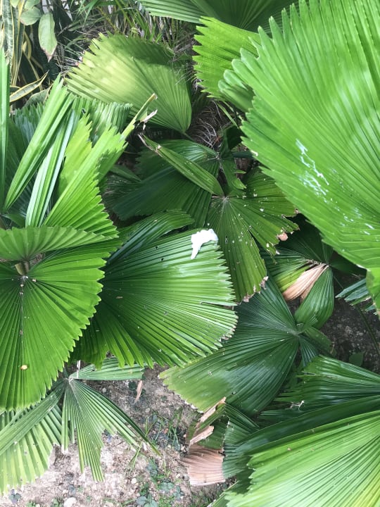 Gartenanlage Cape Panwa Hotel