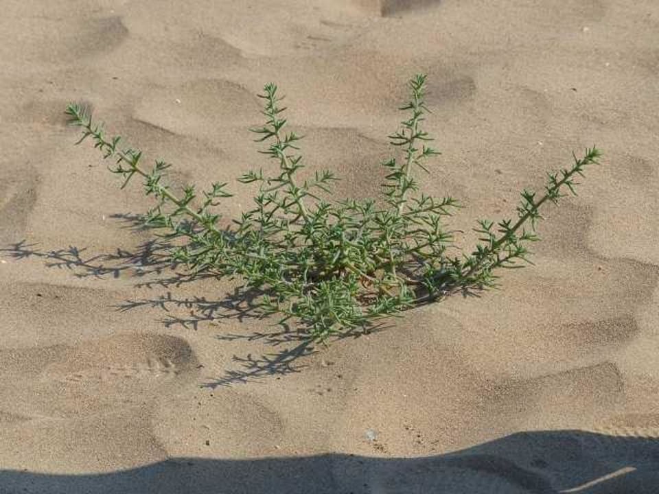 Strand Ali Bey Resort Sorgun