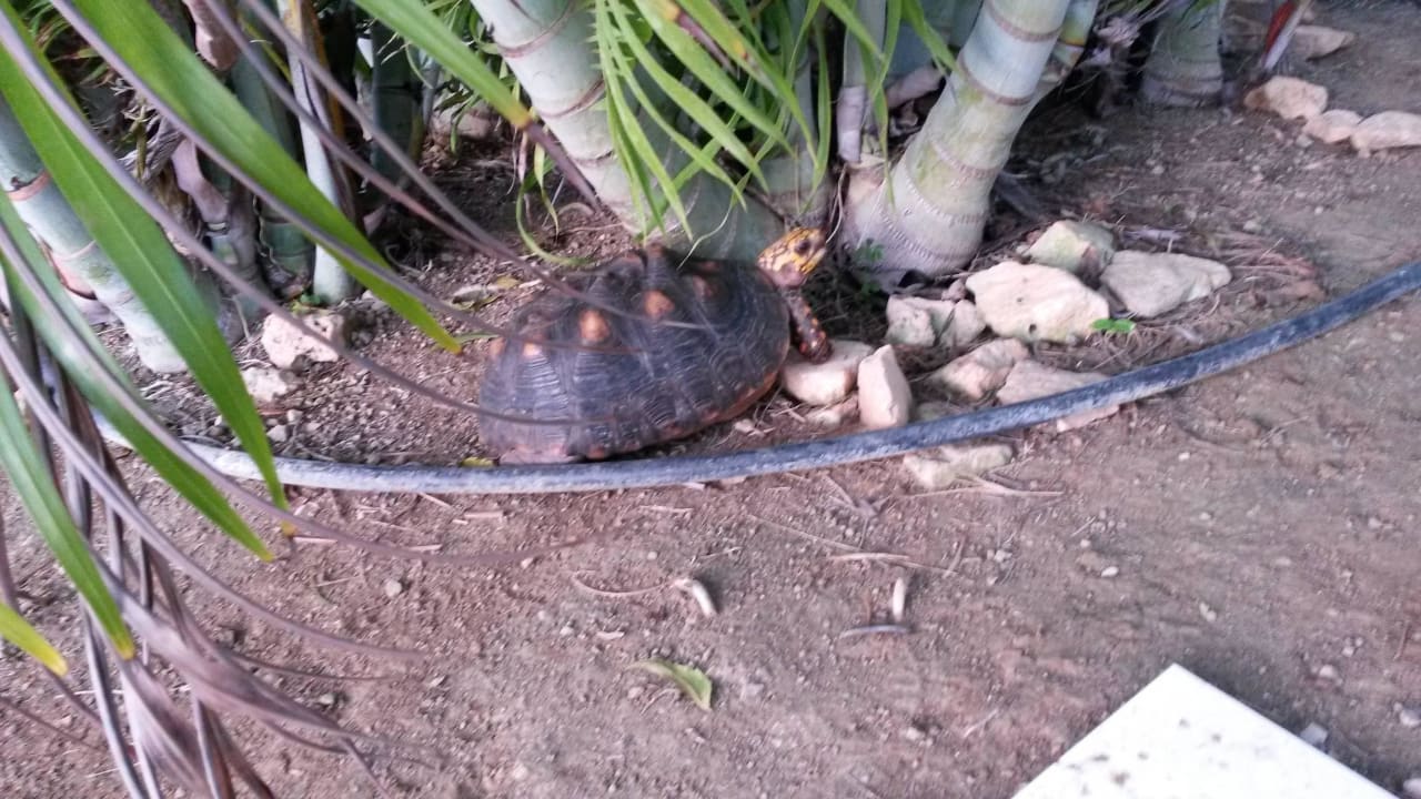 Schildkröten  Don Genaro Apartments