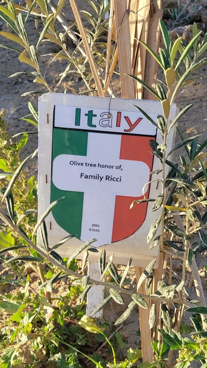 Gartenanlage Three Corners Fayrouz Plaza Beach Resort