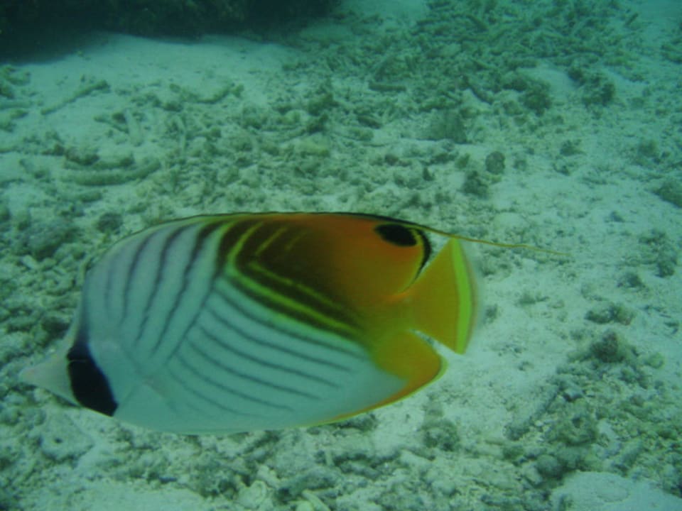 Fische Adaaran Select Hudhuran Fushi - Premium All Inclusive